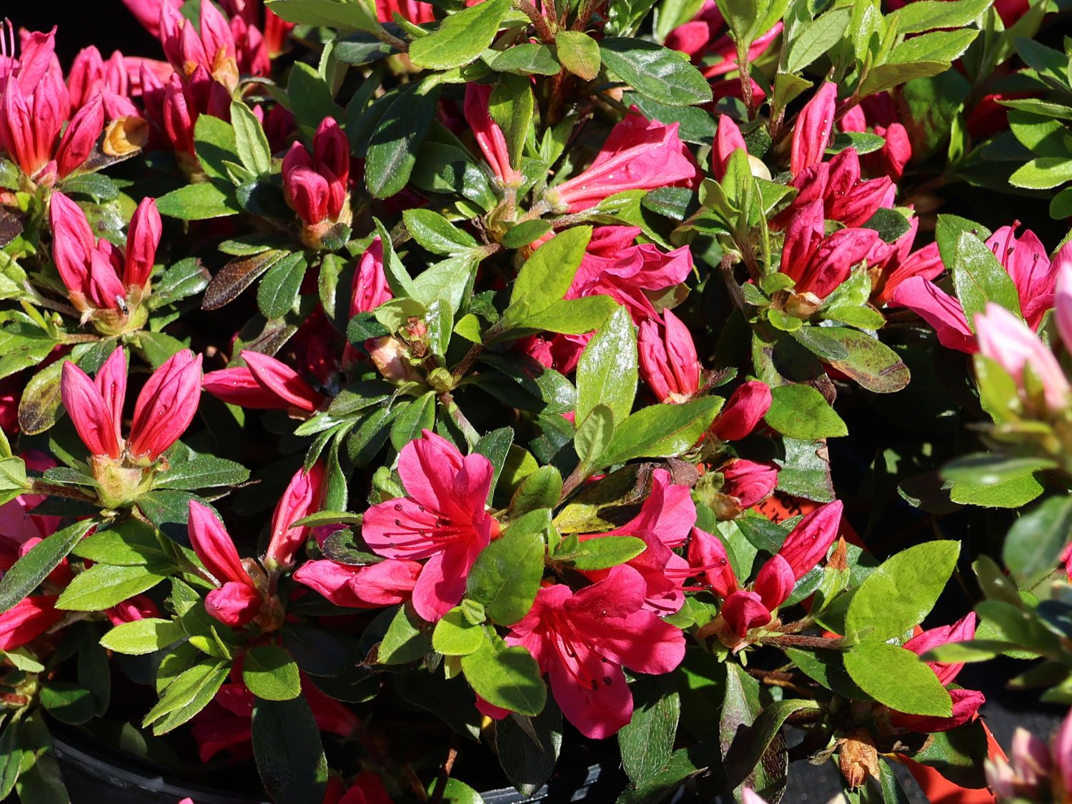 Japanische Azalee 'Kazuko' - Rhododendron obtusum 'Kazuko'