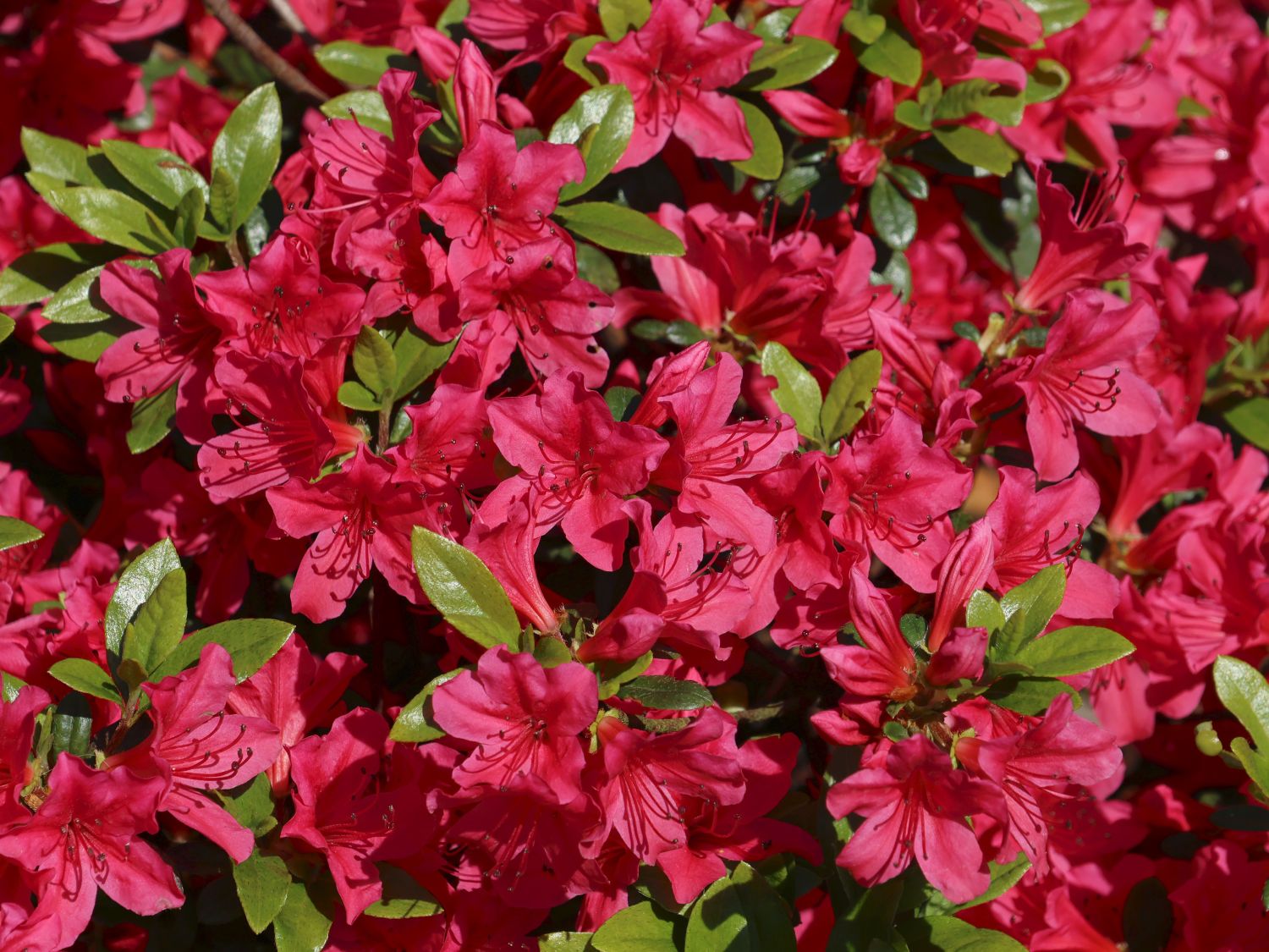 Japanische Azalee 'Kazuko' - Rhododendron obtusum 'Kazuko'
