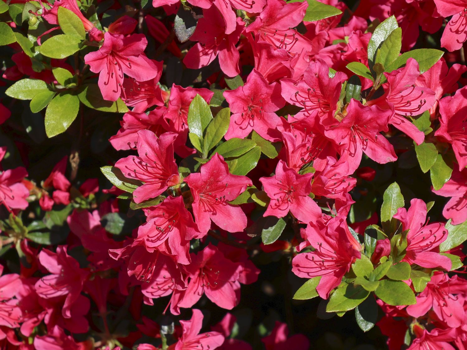 Japanische Azalee 'Kazuko' - Rhododendron obtusum 'Kazuko'