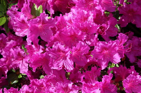 Japanische Azalee 'Königstein' - Rhododendron obtusum 'Königstein'