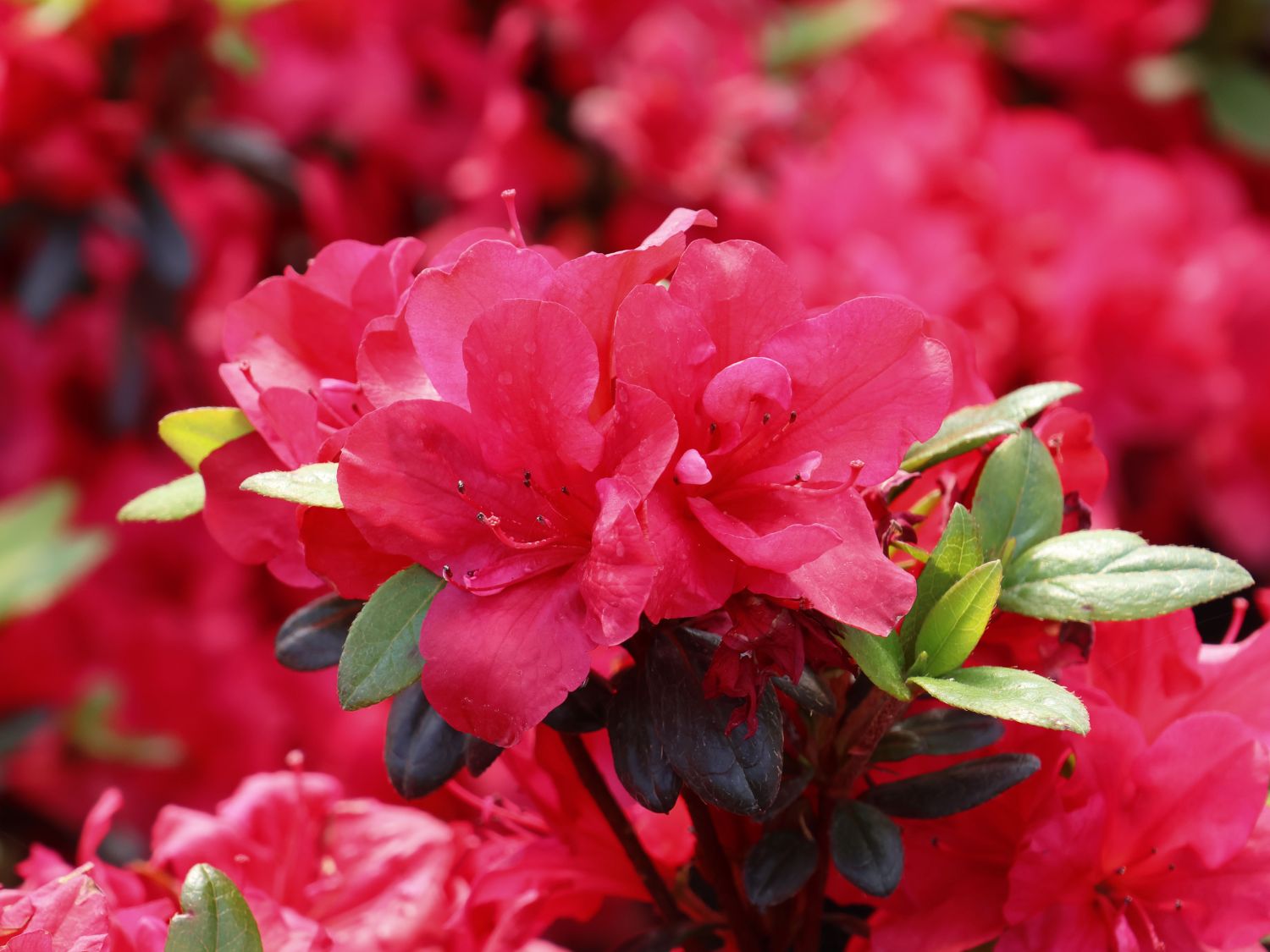 Japanische Azalee 'Little Red'