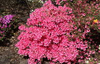 Japanische Azalee 'Madame Albert van Hecke'