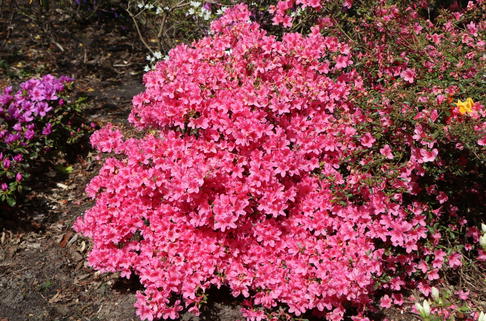 Japanische Azalee 'Madame Albert van Hecke' - Rhododendron obtusum 'Madame Albert van Hecke'