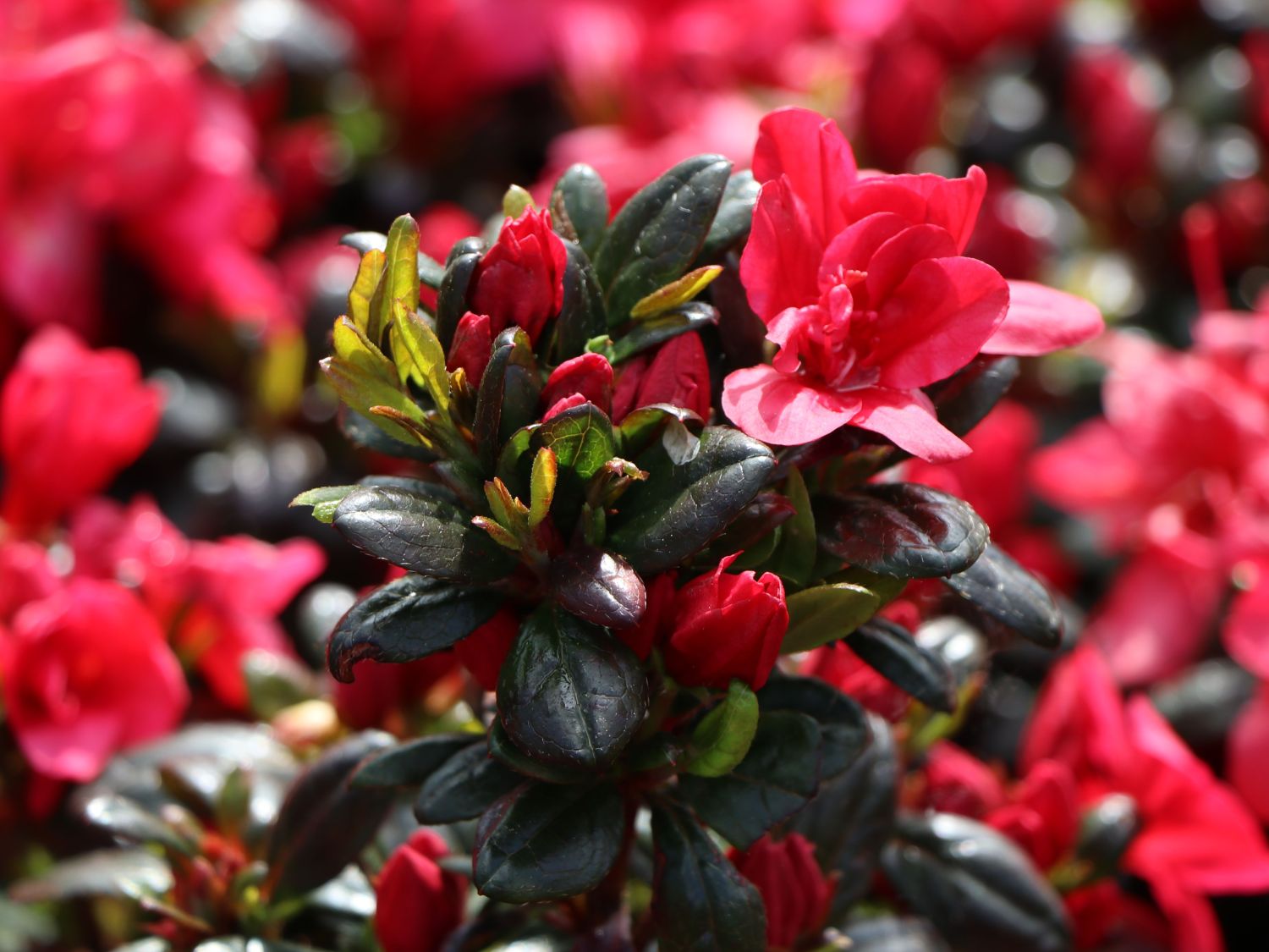 Japanische Azalee 'Hachmann's Maruschka' ® - Rhododendron obtusum 'Hachmann's Maruschka' ®