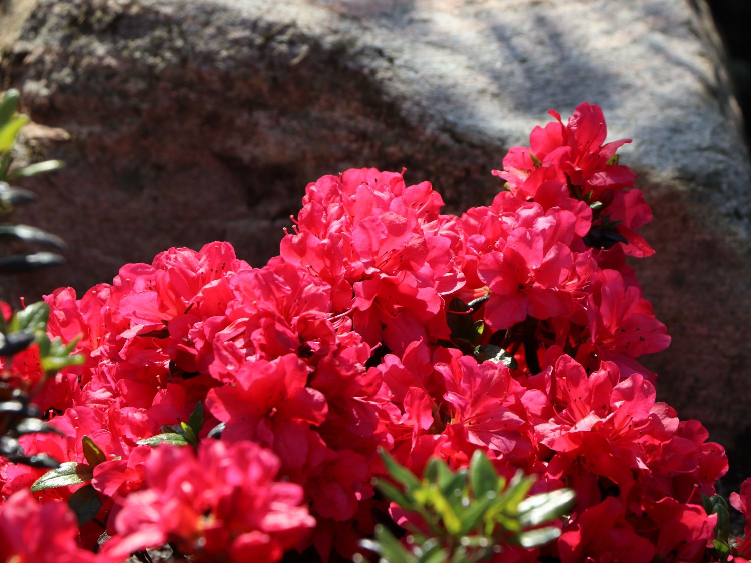 Japanische Azalee 'Hachmann's Maruschka' ® - Rhododendron obtusum 'Hachmann's Maruschka' ®