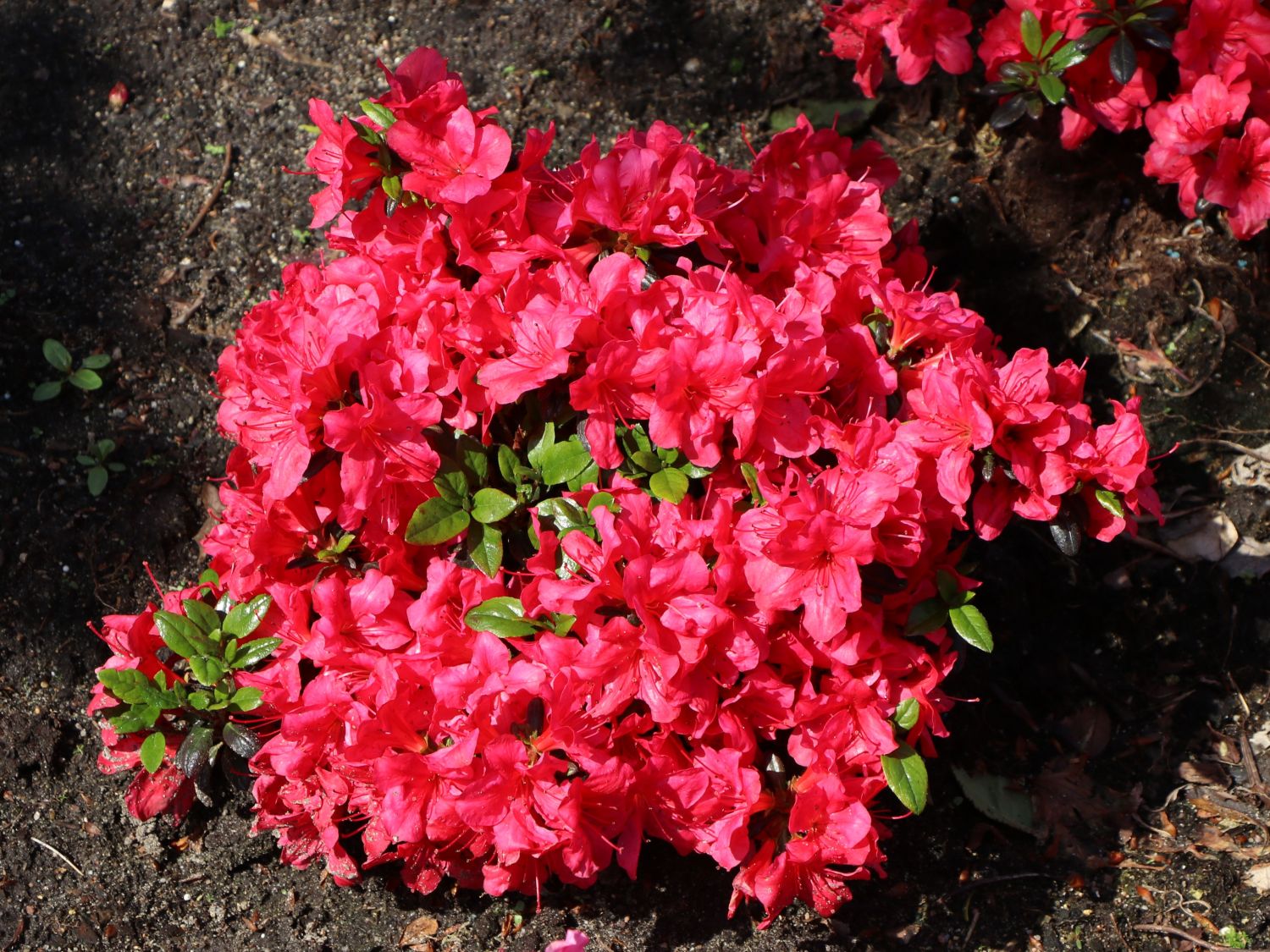 Japanische Azalee 'Hachmann's Maruschka' ® - Rhododendron obtusum 'Hachmann's Maruschka' ®