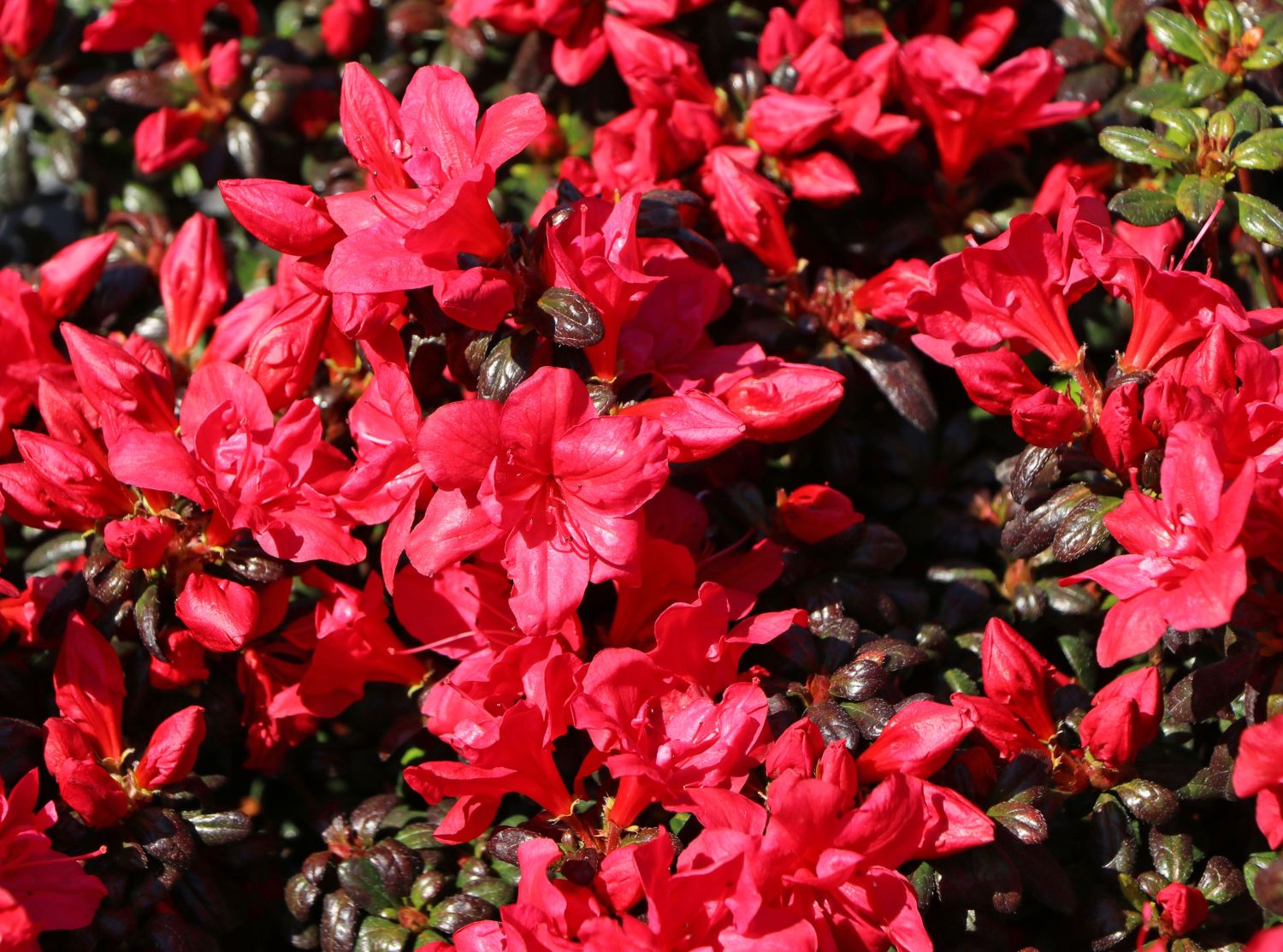 Japanische Azalee 'Hachmann's Maruschka' ® - Rhododendron obtusum 'Hachmann's Maruschka' ®