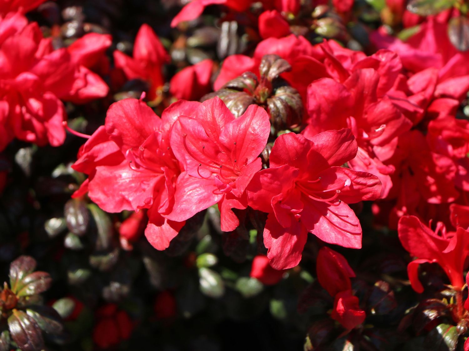Japanische Azalee 'Hachmann's Maruschka' ® - Rhododendron obtusum 'Hachmann's Maruschka' ®