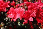 Japanische Azalee 'Hachmann's Maruschka' ® - Rhododendron obtusum 'Hachmann's Maruschka' ®