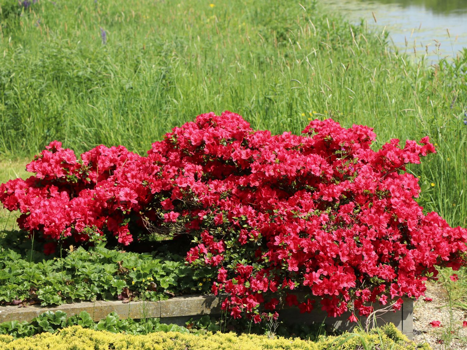 Japanische Azalee 'Hachmann's Maruschka' ® - Rhododendron obtusum 'Hachmann's Maruschka' ®