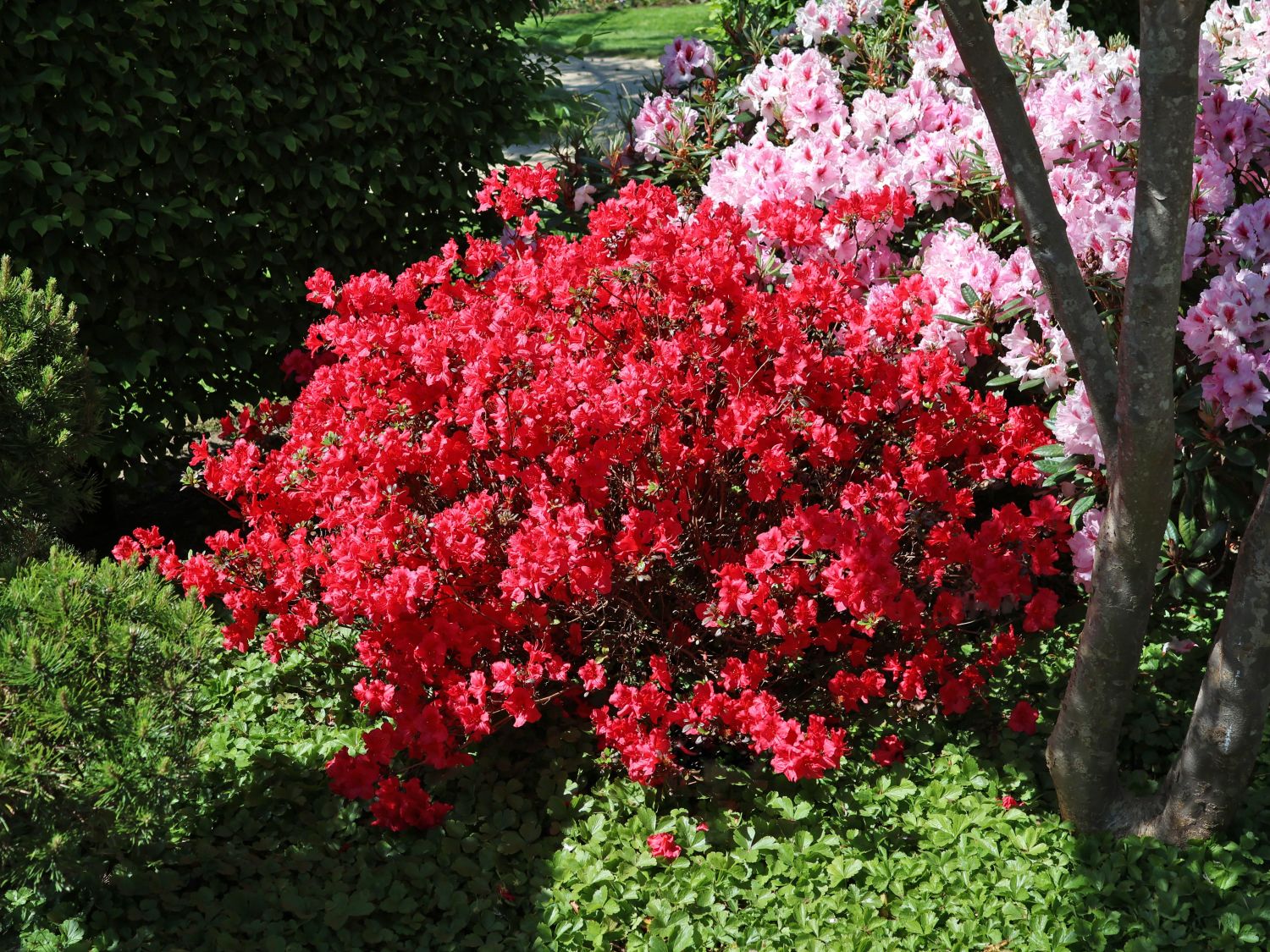 Japanische Azalee 'Muttertag'