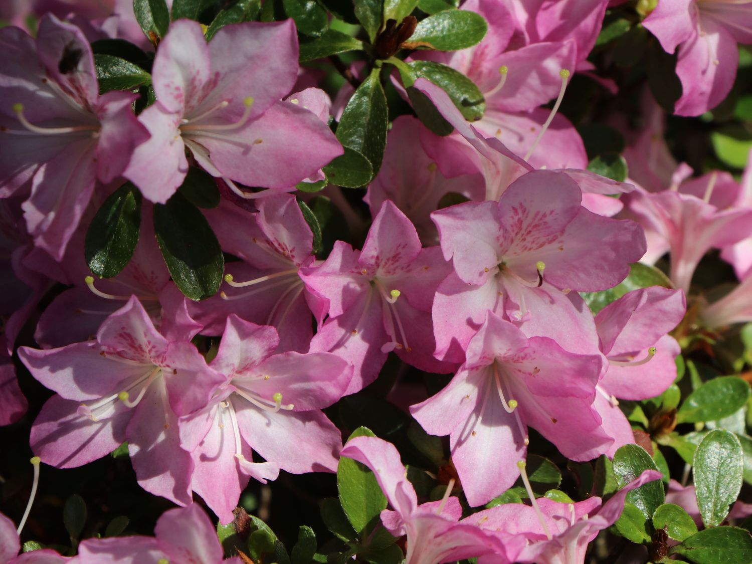 Japanische Azalee 'Negligé' ® - Rhododendron obtusum 'Negligé' ®