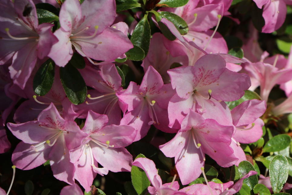 Japanische Azalee 'Negligé' ® - Rhododendron obtusum 'Negligé ...