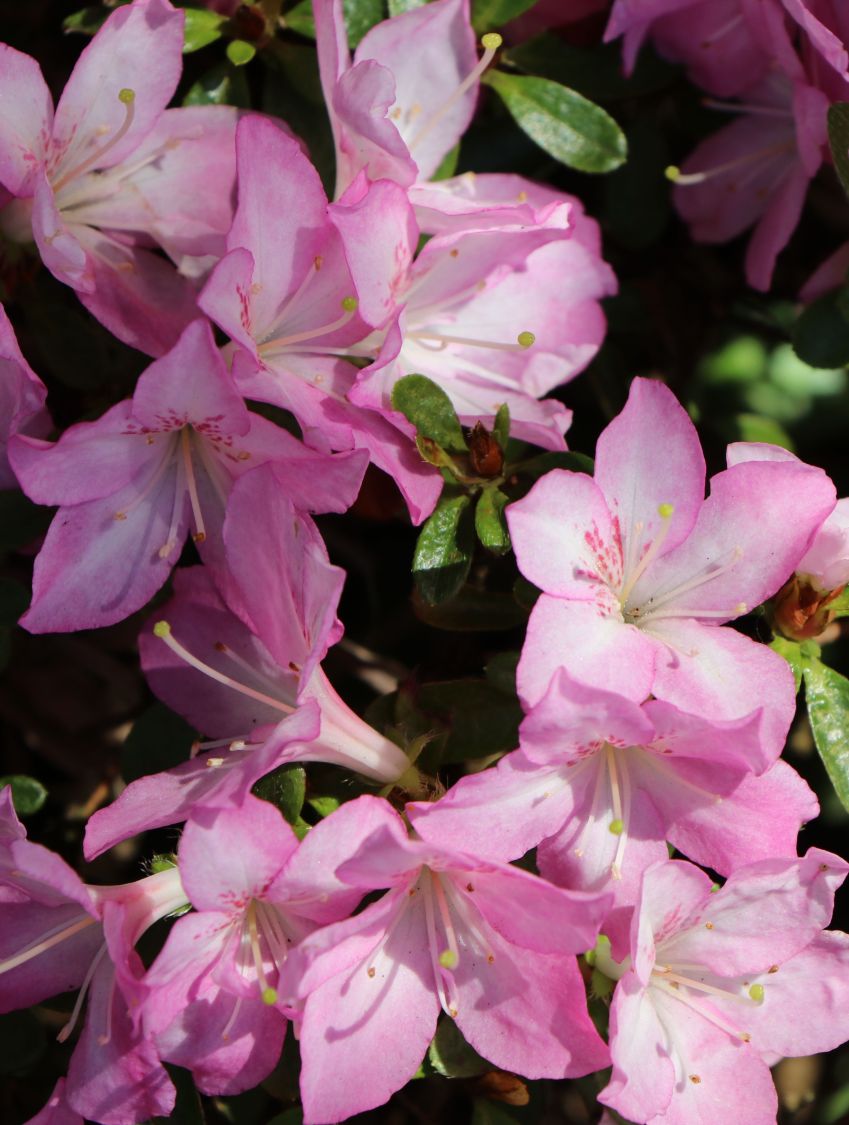 Japanische Azalee 'Negligé' ® - Rhododendron obtusum 'Negligé' ®