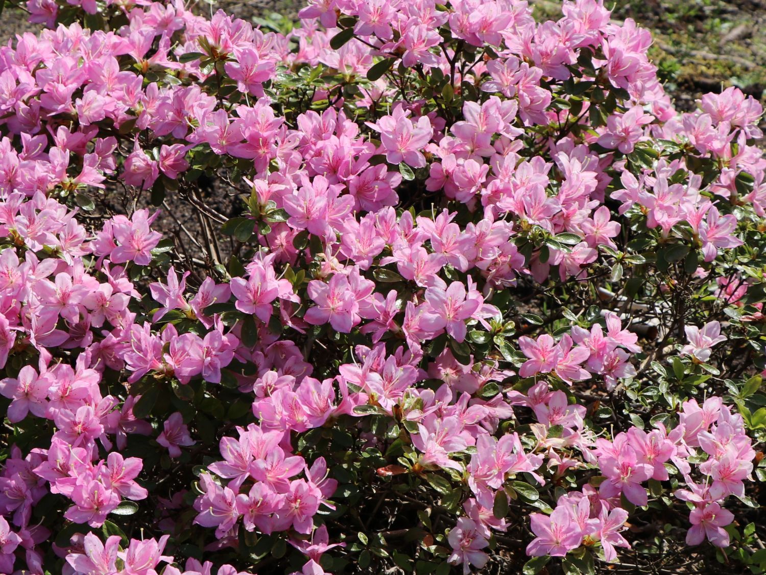 Japanische Azalee 'Negligé' ® - Rhododendron obtusum 'Negligé' ®