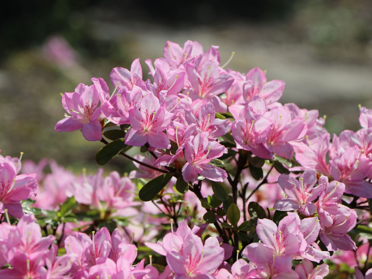 Japanische Azalee 'Negligé' ® - Rhododendron obtusum 'Negligé' ®