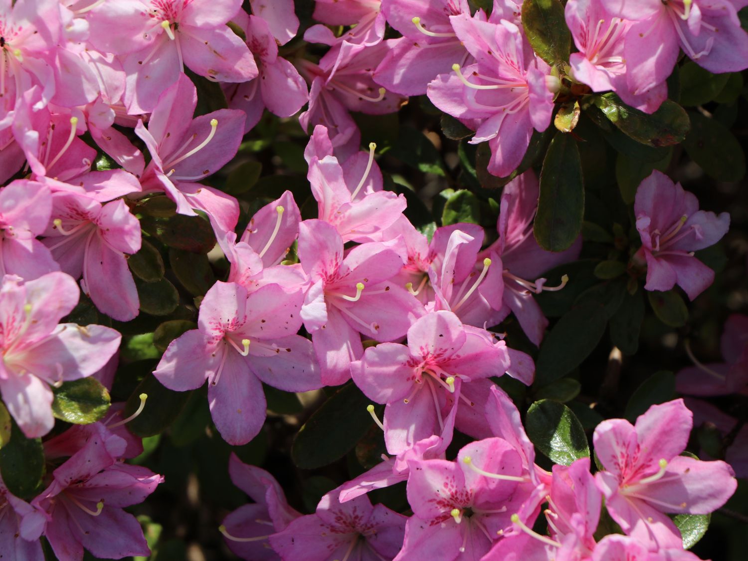 Japanische Azalee 'Negligé' ® - Rhododendron obtusum 'Negligé' ®