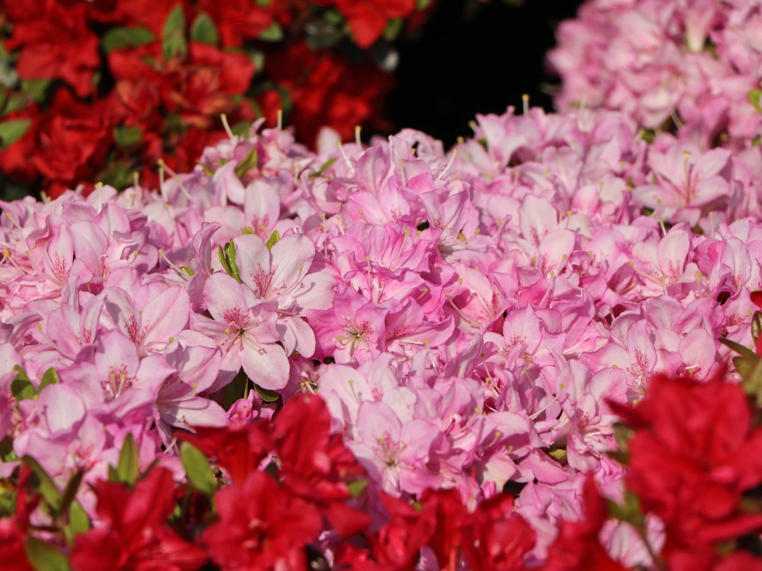 Japanische Azalee 'Negligé' ® - Rhododendron obtusum 'Negligé' ®