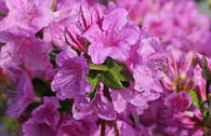 Japanische Azalee 'Otava'