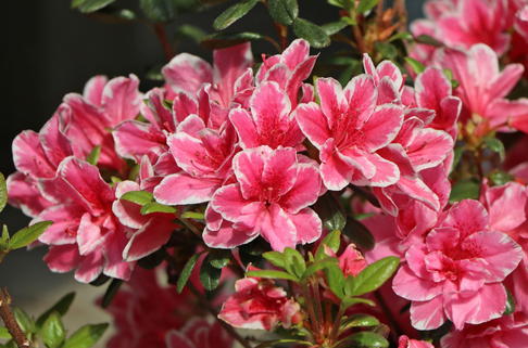 Japanische Azalee 'Pink Poetry' ® - Rhododendron obtusum 'Pink Poetry' ®