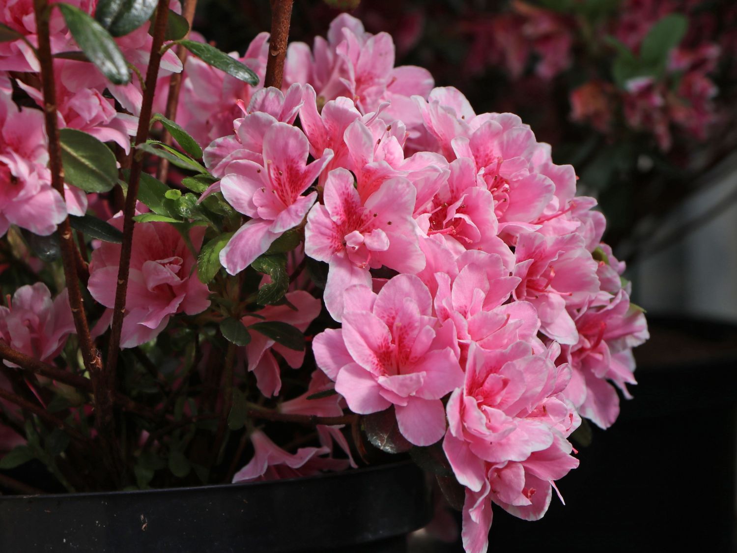Japanische Azalee 'Pink Poetry' ® - Rhododendron obtusum 'Pink Poetry' ®