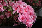 Japanische Azalee 'Pink Poetry' ® - Rhododendron obtusum 'Pink Poetry' ®