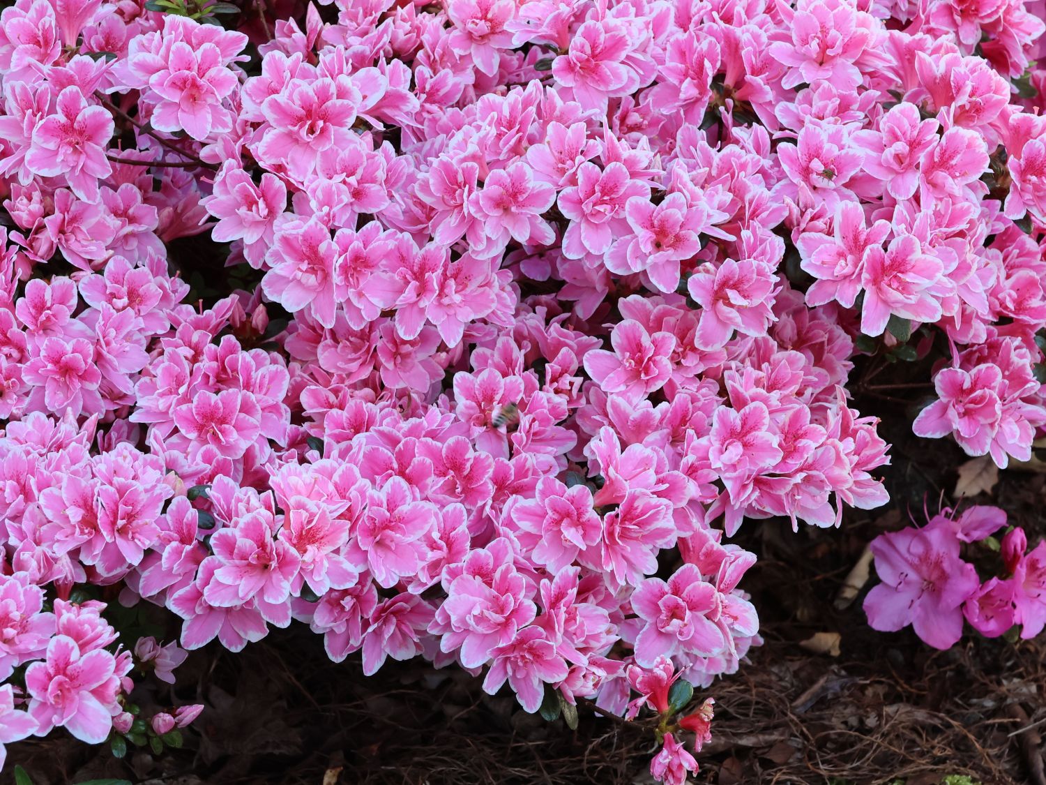 Japanische Azalee 'Pink Poetry' ® - Rhododendron obtusum 'Pink Poetry' ®