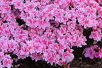Japanische Azalee 'Pink Poetry' ® - Rhododendron obtusum 'Pink Poetry' ®