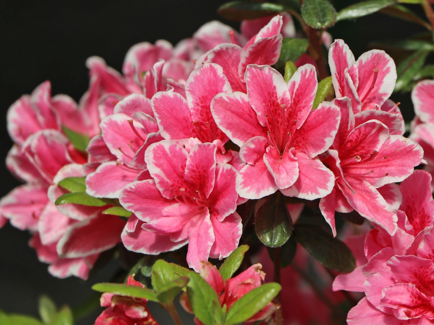 Japanische Azalee 'Pink Poetry' ® - Rhododendron obtusum 'Pink Poetry' ®