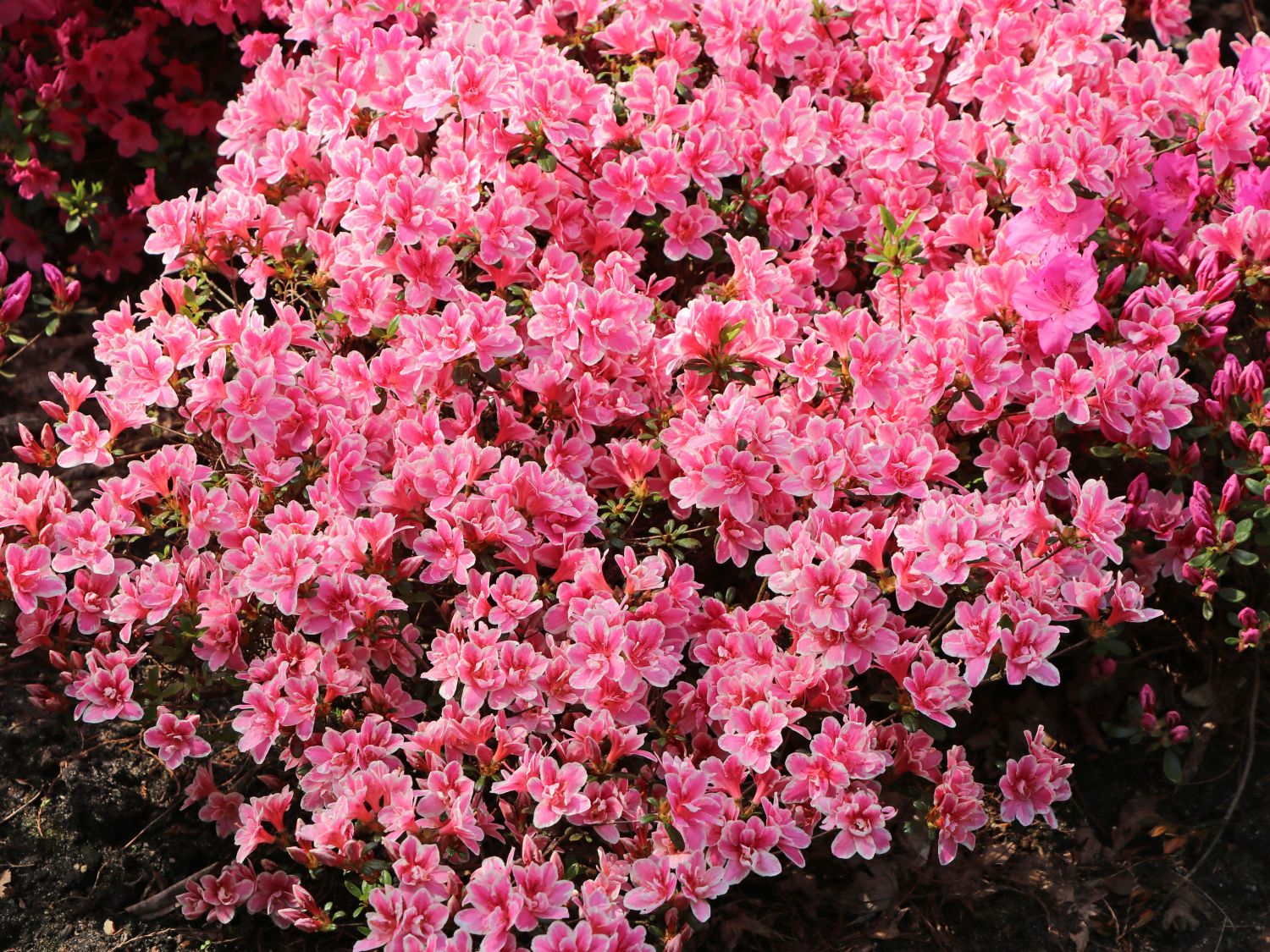 Japanische Azalee 'Pink Poetry' ® - Rhododendron obtusum 'Pink Poetry' ®