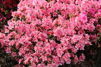 Japanische Azalee 'Pink Poetry' ® - Rhododendron obtusum 'Pink Poetry' ®