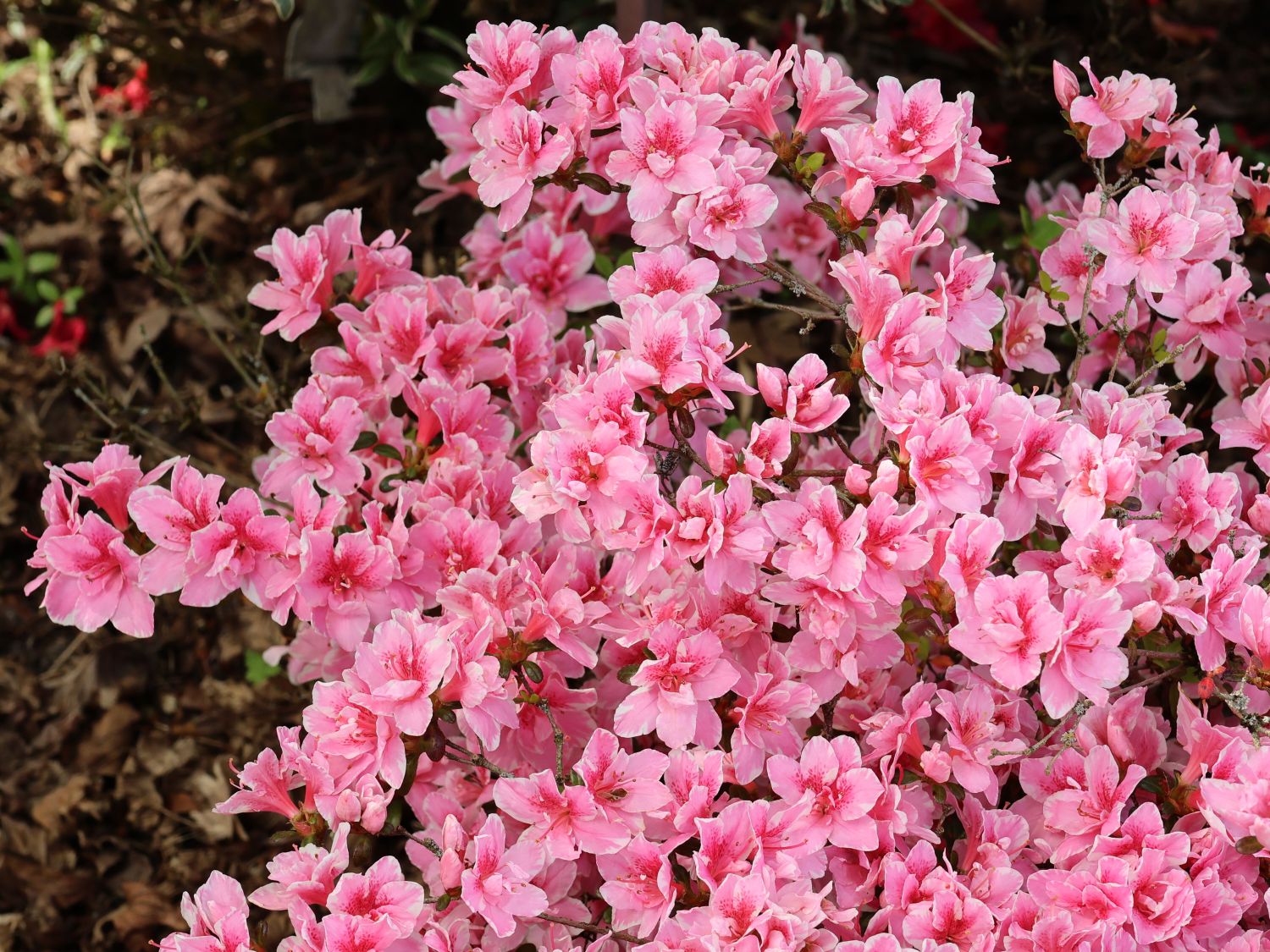 Japanische Azalee 'Pink Poetry' ® - Rhododendron obtusum 'Pink Poetry' ®