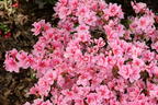 Japanische Azalee 'Pink Poetry' ® - Rhododendron obtusum 'Pink Poetry' ®