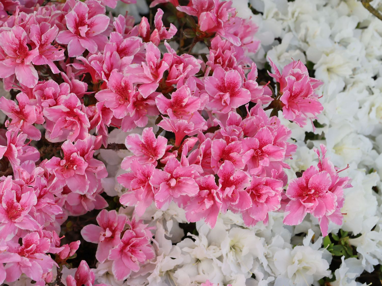 Japanische Azalee 'Pink Poetry' ® - Rhododendron obtusum 'Pink Poetry' ®