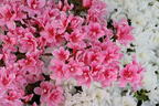 Japanische Azalee 'Pink Poetry' ® - Rhododendron obtusum 'Pink Poetry' ®