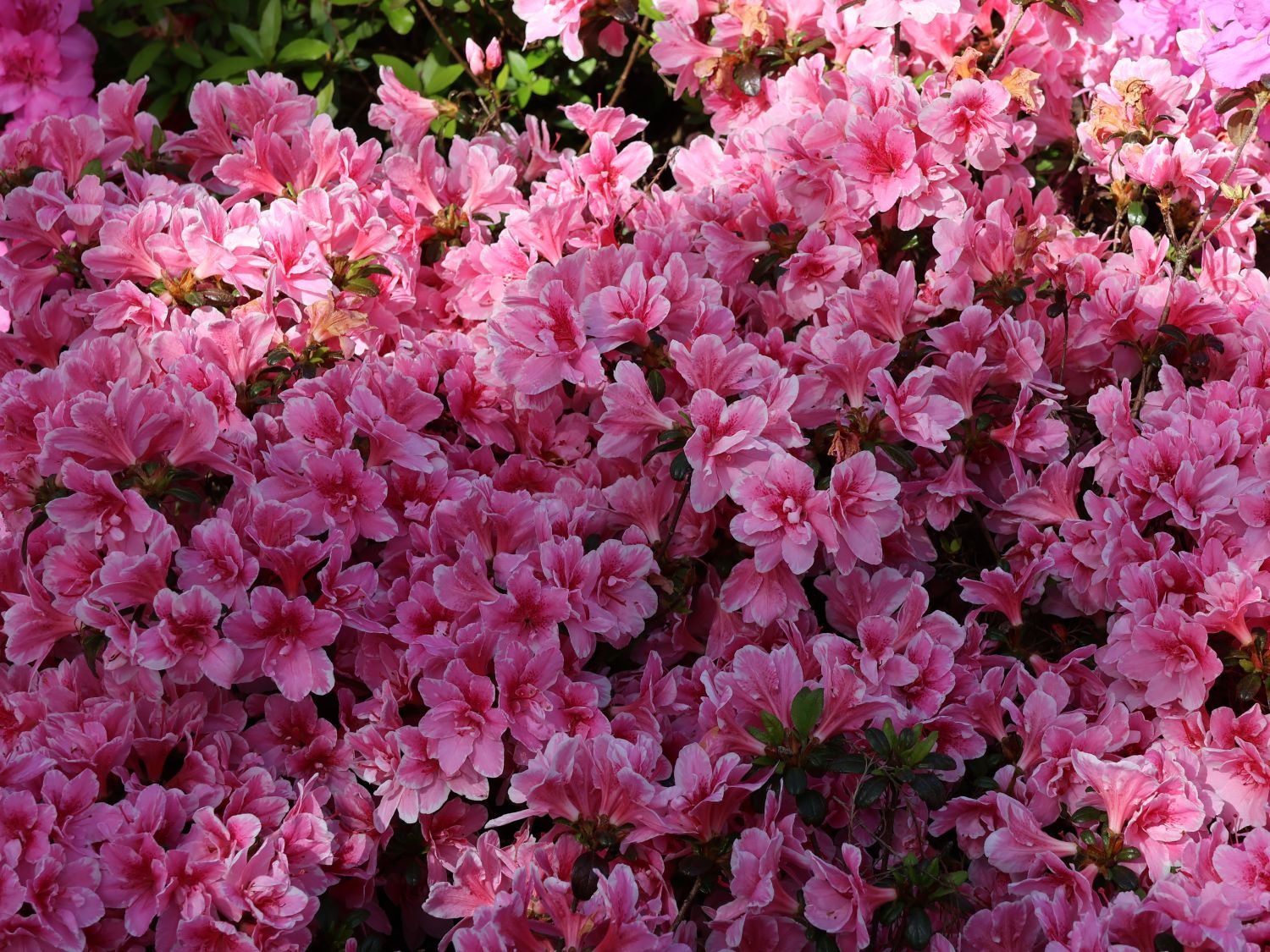 Japanische Azalee 'Pink Poetry' ® - Rhododendron obtusum 'Pink Poetry' ®