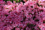 Japanische Azalee 'Pink Poetry' ® - Rhododendron obtusum 'Pink Poetry' ®