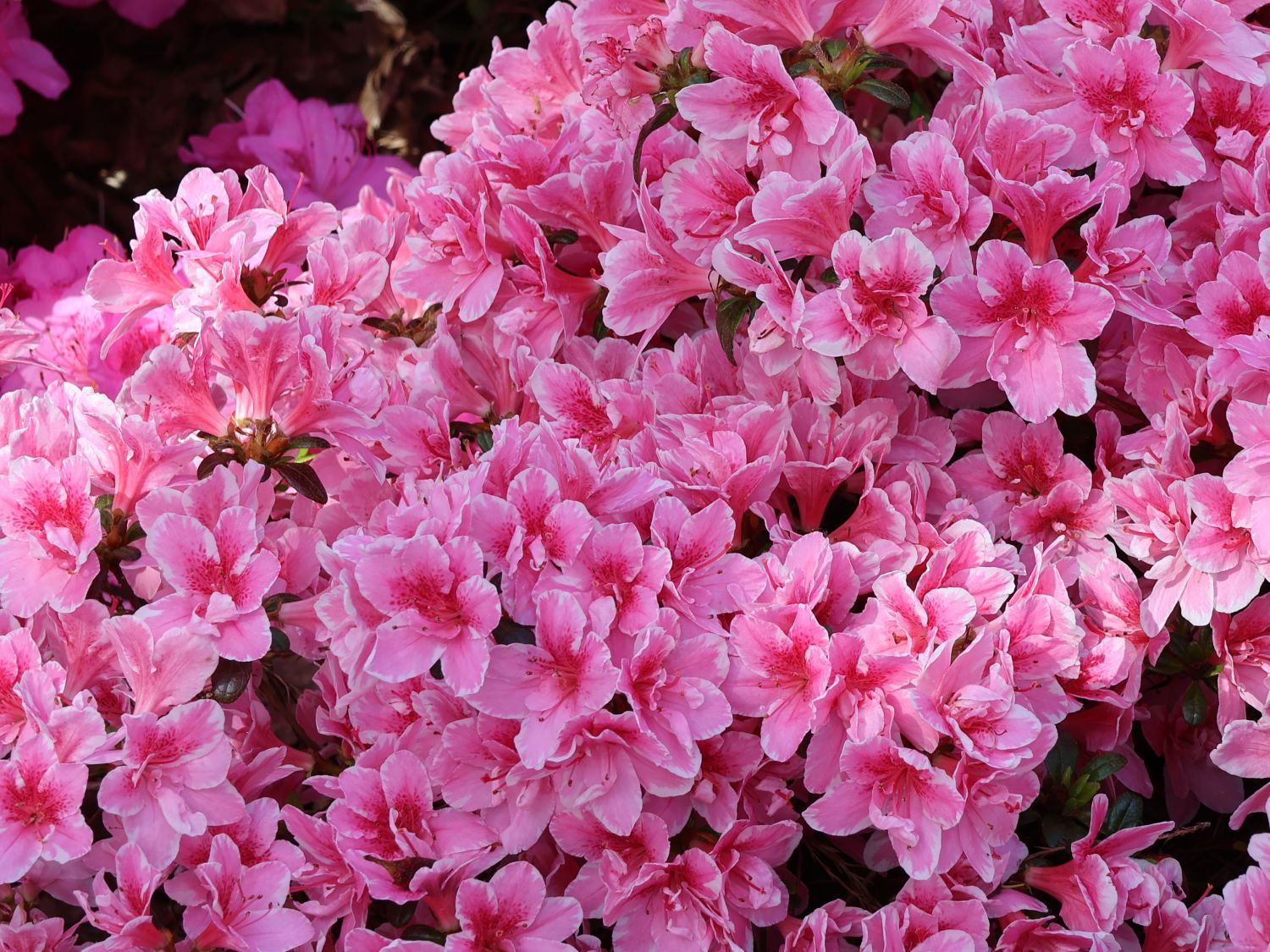 Japanische Azalee 'Pink Poetry' ® - Rhododendron obtusum 'Pink Poetry' ®