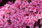 Japanische Azalee 'Pink Poetry' ® - Rhododendron obtusum 'Pink Poetry' ®