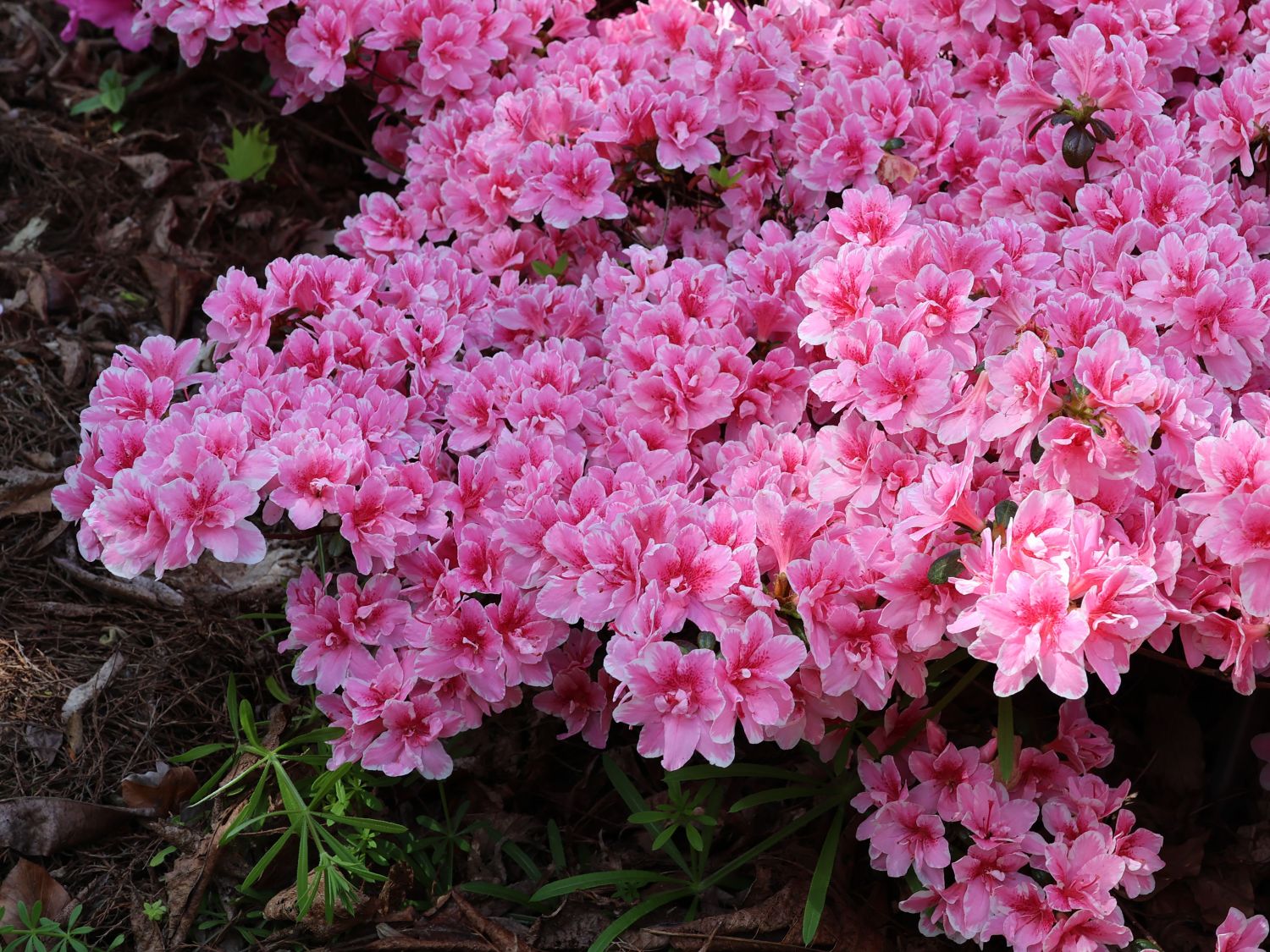 Japanische Azalee 'Pink Poetry' ® - Rhododendron obtusum 'Pink Poetry' ®