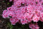 Japanische Azalee 'Pink Poetry' ® - Rhododendron obtusum 'Pink Poetry' ®