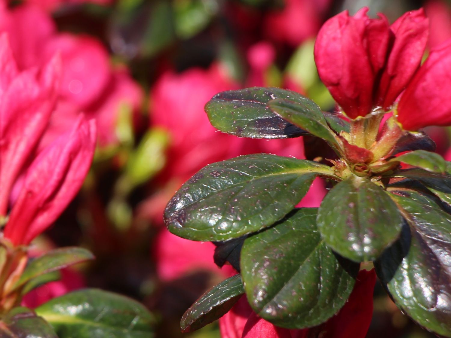 Japanische Azalee 'Purpurkissen' - Rhododendron obtusum 'Purpurkissen'