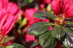 Japanische Azalee 'Purpurkissen' - Rhododendron obtusum 'Purpurkissen'