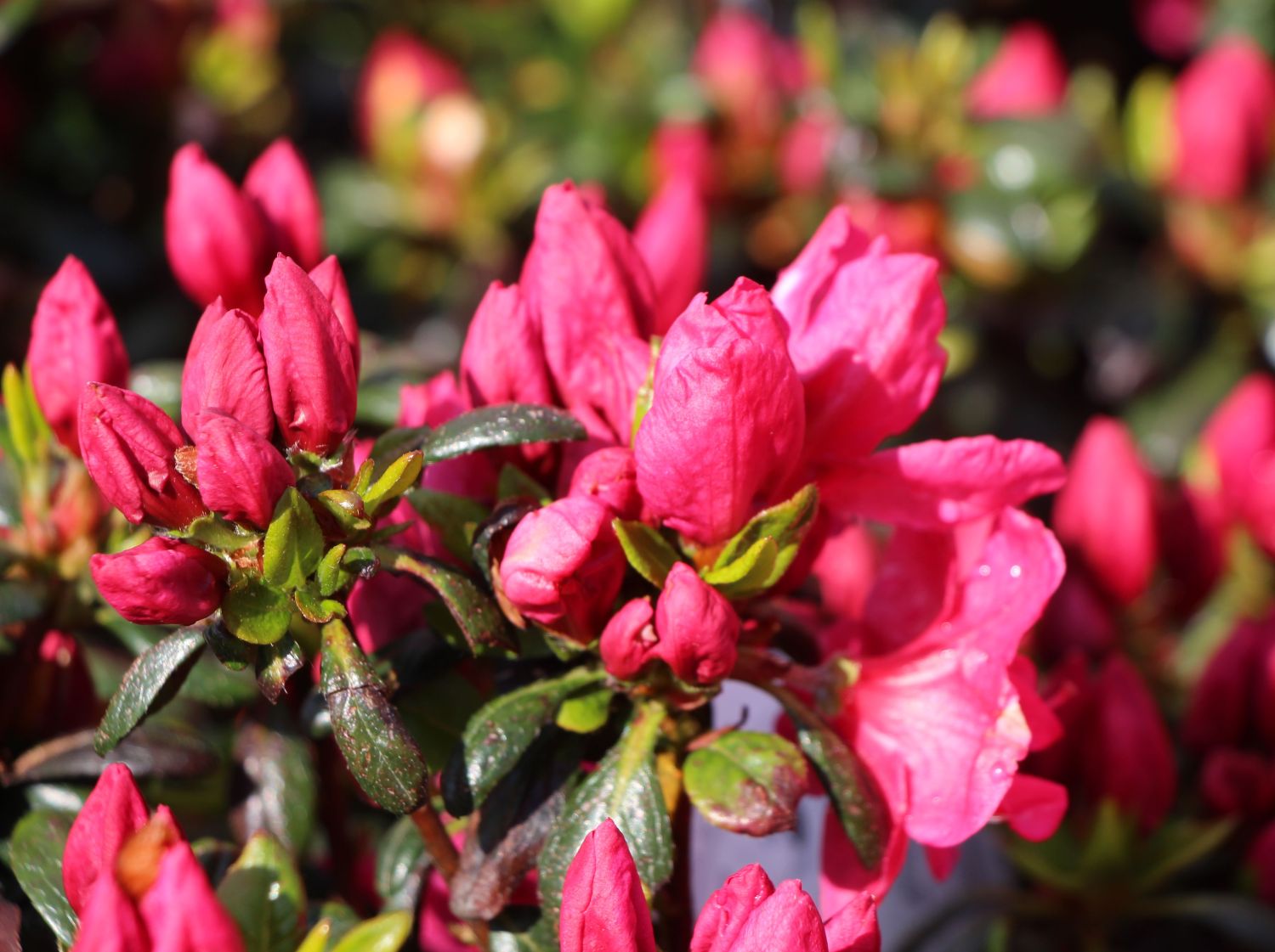 Japanische Azalee 'Purpurkissen' - Rhododendron obtusum 'Purpurkissen'