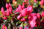 Japanische Azalee 'Purpurkissen' - Rhododendron obtusum 'Purpurkissen'