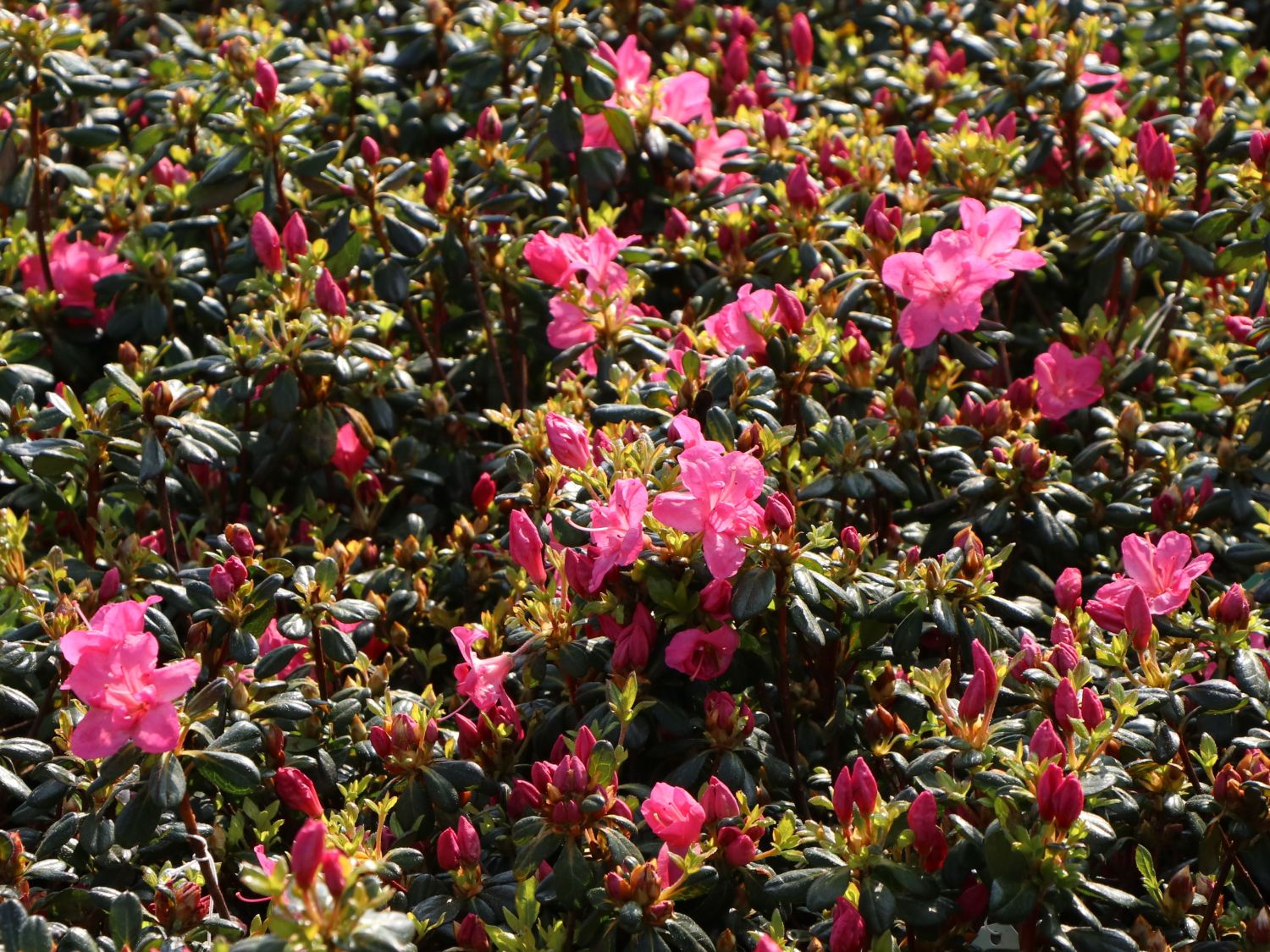 Japanische Azalee 'Purpurkissen' - Rhododendron obtusum 'Purpurkissen'