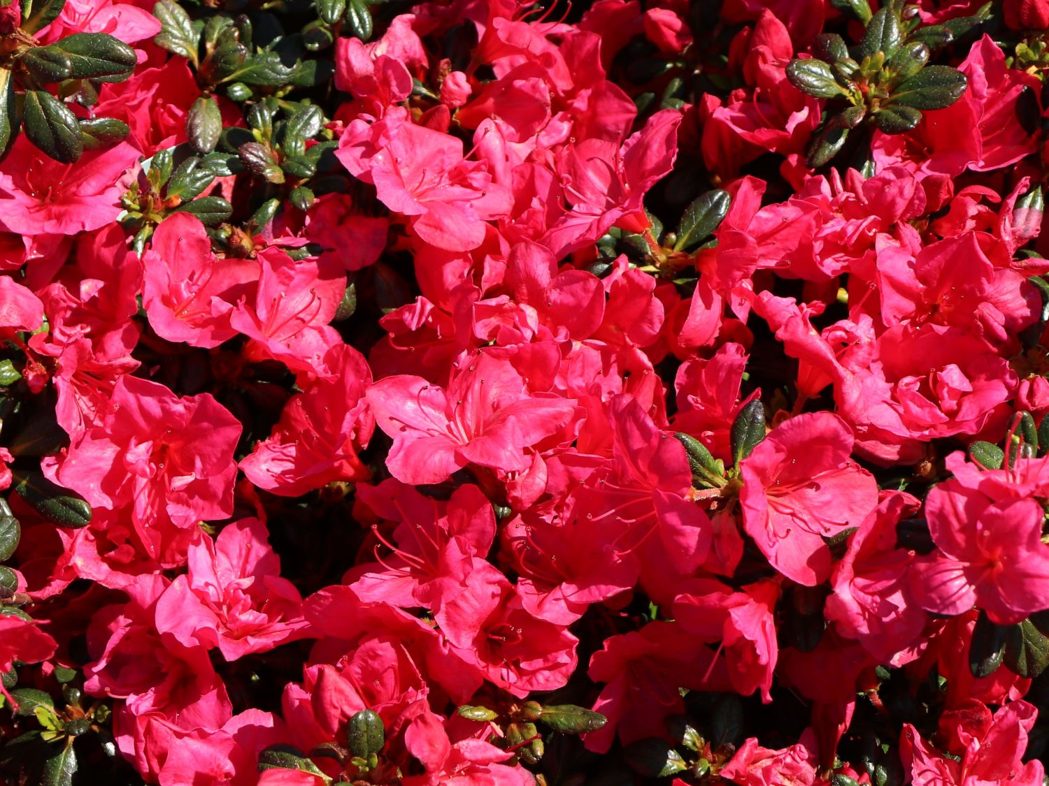 Japanische Azalee 'Purpurkissen' - Rhododendron obtusum 'Purpurkissen'