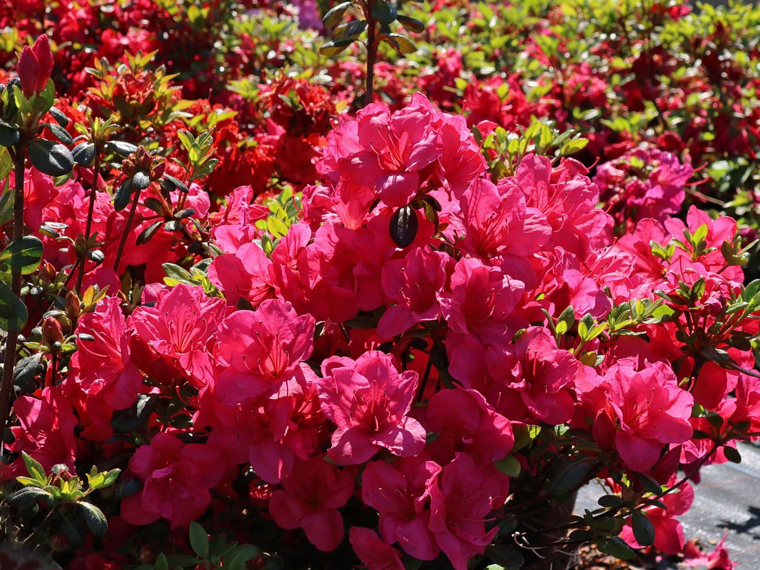 Japanische Azalee 'Purpurkissen' - Rhododendron obtusum 'Purpurkissen'