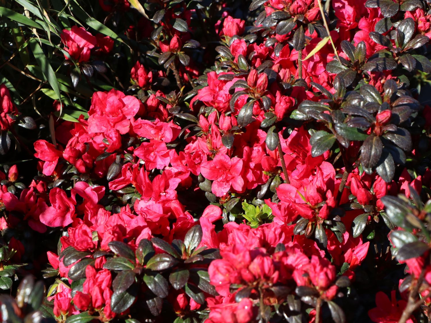 Japanische Azalee 'Purpurkissen' - Rhododendron obtusum 'Purpurkissen'