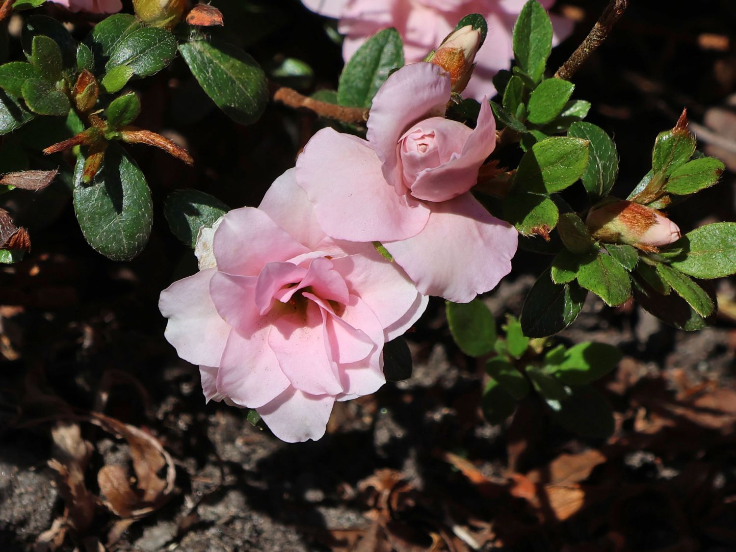 Japanische Azalee 'Scotian Rosebud'